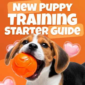 4-Week Puppy Training Routine (Printable Starter Guide)